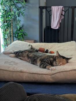 Domestic Short Hair and Tabby Cats Available for Adoption in Milton, Georgia - Bramble | PetCurious