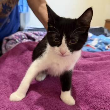 Missy -  Domestic Short Hair Cat for Adoption in Snow Hill, North Carolina - Missy | PetCurious