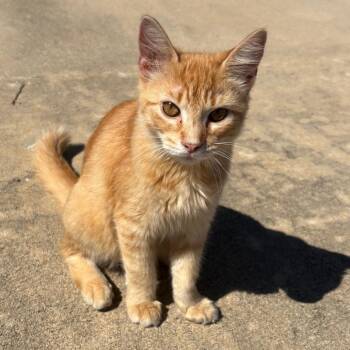 Solstice -  Domestic Medium Hair Cat for Adoption in Milton, Florida - Solstice | PetCurious