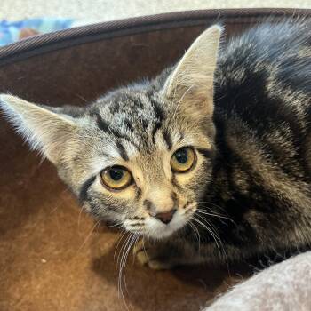Domestic Short Hair Cats Available for Adoption - Ginger | PetCurious