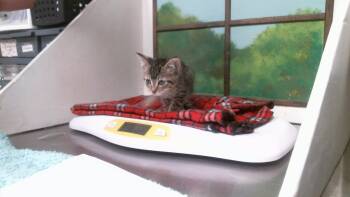 CELEBY -  Domestic Short Hair Cat for Adoption in Houston, Texas - CELEBY | PetCurious