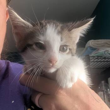 Domestic Short Hair Cats Available for Adoption in Jefferson City, Tennessee - Jellybean | PetCurious