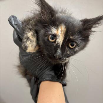 Kit -  Domestic Long Hair Cat for Adoption in Reno, Nevada - Kit | PetCurious