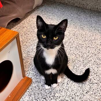 Rescue Domestic Short Hair Cats for Adoption in Fresno, California - Ian | PetCurious