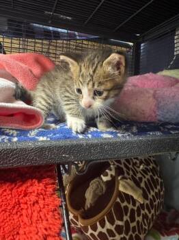 Nico -  Domestic Short Hair Cat for Adoption in Belton, Missouri - Nico | PetCurious