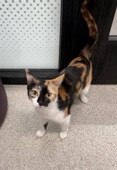 CATNIP -  Domestic Short Hair Cat for Adoption in Omaha, Nebraska - CATNIP | PetCurious