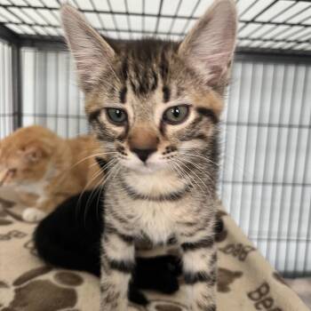 Leon (26-6397) -  Domestic Short Hair Cat for Adoption in Fort Smith, Arkansas - Leon (26-6397) | PetCurious