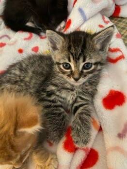 Lorraine -  Domestic Medium Hair and Domestic Short Hair Cat for Adoption in Columbus, Indiana - Lorraine | PetCurious