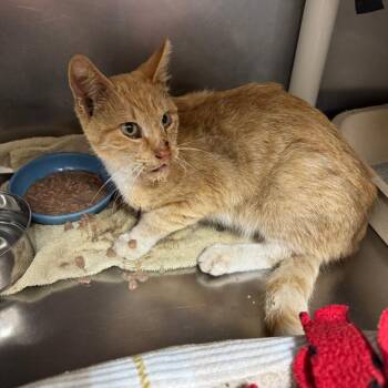 Butterscotch -  Domestic Short Hair Cat for Adoption in Redwood Falls, Minnesota - Butterscotch | PetCurious
