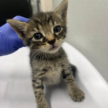 Pooh -  Domestic Short Hair Cat for Adoption in Tampa, Florida - Pooh | PetCurious