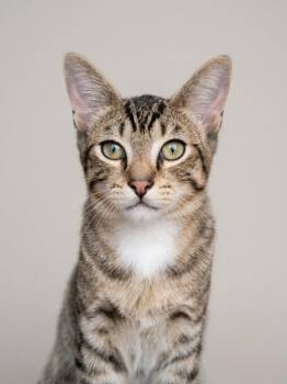 Crombie (downey) -  Tabby Cat for Adoption - Crombie (downey) | PetCurious