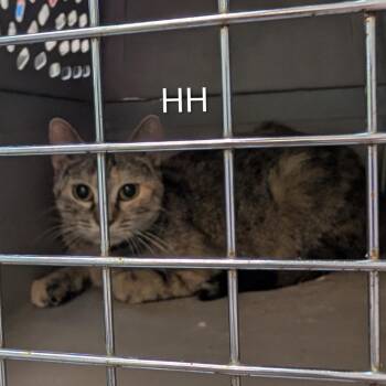 Aurora -  Domestic Short Hair Cat for Adoption in Emporia, Kansas - Aurora | PetCurious
