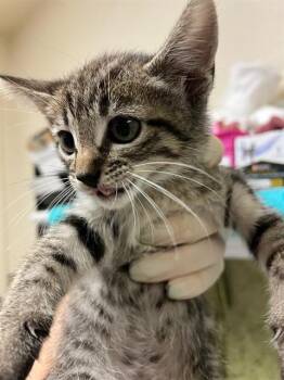TULIP -  Domestic Medium Hair Cat for Adoption in Riverside, California - TULIP | PetCurious