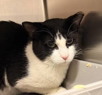 Thomas -  Domestic Short Hair Cat for Adoption in Golden, Colorado - Thomas | PetCurious