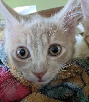 Eli -  Tabby and Domestic Medium Hair Cat Available for Adoption in Lombard, Illinois - Eli | PetCurious
