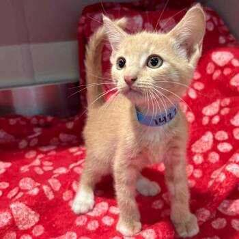 IVHS-Stray-142201 -  Domestic Short Hair Cat for Adoption in San Gabriel, California - IVHS-Stray-142201 | PetCurious
