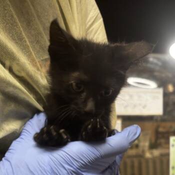 Ghost -  Domestic Short Hair Cat for Adoption in Salt Lake City, Utah - Ghost | PetCurious