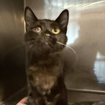 Rescue Domestic Short Hair Cats for Adoption in Antioch, California - Cricket | PetCurious