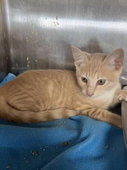 Toni -  Domestic Short Hair Cat for Adoption in Houston, Texas - Toni | PetCurious