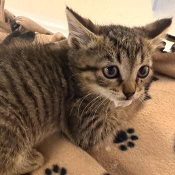 Mellow -  Domestic Short Hair Cat for Adoption in Evansville, Indiana - Mellow | PetCurious