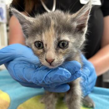 Jana -  Domestic Short Hair Cat for Adoption in Ojai, California - Jana | PetCurious