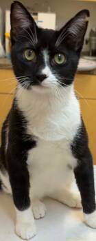 Domestic Short Hair Cats Available for Adoption - BOLT | PetCurious