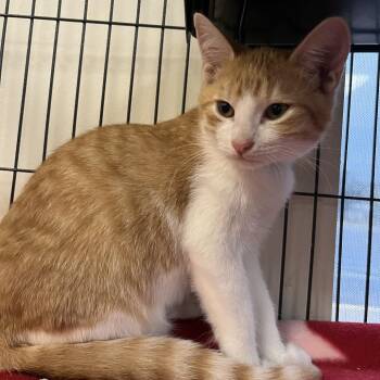 Daiquiri -  Domestic Short Hair Cat for Adoption in Lakeland, Florida - Daiquiri | PetCurious