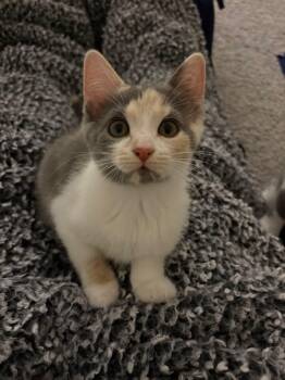 Iono -  Dilute Calico Cat for Adoption in Greenwood, Indiana - Iono | PetCurious