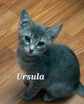 Ursula -  Domestic Short Hair Cat for Adoption in Vancouver, British Columbia - Ursula | PetCurious