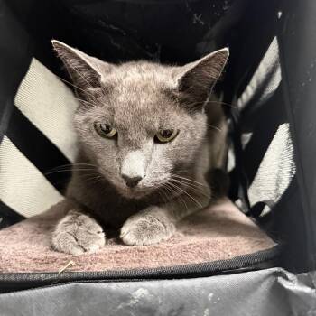 Bruce -  Domestic Short Hair Cat for Adoption in Philadelphia, Pennsylvania - Bruce | PetCurious