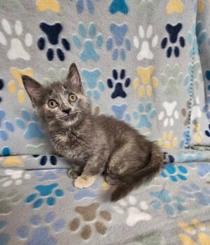 Nougat -  Domestic Short Hair Cat for Adoption in Wabash, Indiana - Nougat | PetCurious