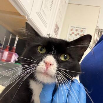 Coconut / Oreo -  Domestic Short Hair Cat for Adoption in Greenville, South Carolina - Coconut / Oreo | PetCurious