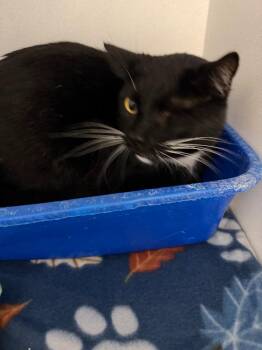 Domestic Short Hair Cats Available for Adoption - Baba Yaga | PetCurious