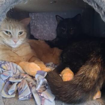 Garner -  Domestic Short Hair Cat for Adoption in Saint Paul, Minnesota - Garner | PetCurious