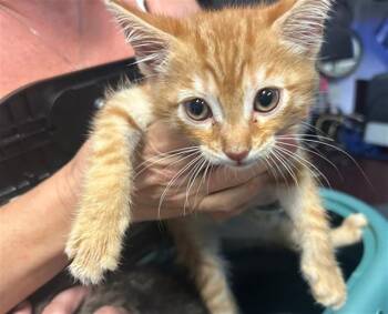 Domestic Short Hair Cats Available for Adoption in Ocala, Florida - A381389 | PetCurious