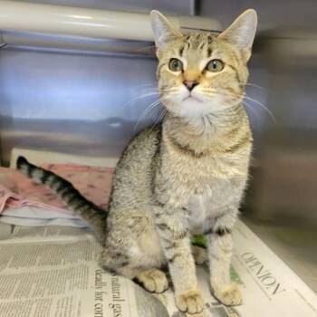 Circe -  Domestic Short Hair Cat for Adoption in Columbia, Missouri - Circe | PetCurious