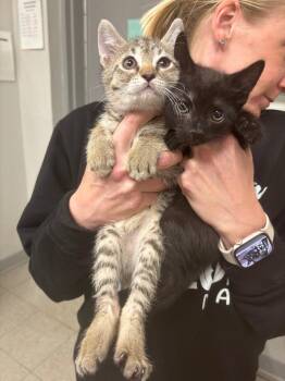 Domestic Short Hair Cats Available for Adoption in Sorrento, Louisiana - 26-0371C | PetCurious