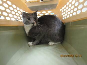 (687) -  Domestic Short Hair Cat for Adoption in Marietta, Georgia - (687) | PetCurious