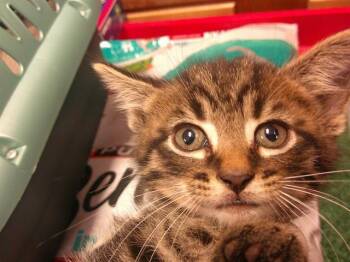 Domestic Short Hair Cats Available for Adoption in Ocala, Florida - A380981 | PetCurious