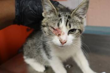 ROBBY -  Domestic Short Hair Cat for Adoption in Columbia, South Carolina - ROBBY | PetCurious