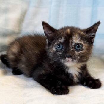 Maki -  Domestic Short Hair Cat for Adoption in Mt. Juliet, Tennessee - Maki | PetCurious