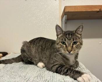 Wesley -  Tabby Cat for Adoption in Lead, South Dakota - Wesley | PetCurious