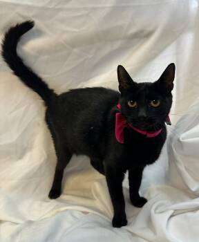 Domestic Short Hair Cats Available for Adoption in Margate, Florida - AGNES | PetCurious