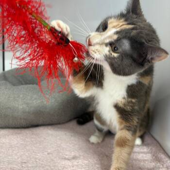 Joonie -  Domestic Short Hair Cat for Adoption in Puslinch, Ontario - Joonie | PetCurious