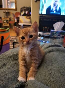 Domestic Short Hair Cats Available for Adoption in East Hartford, Connecticut - Crosswalk | PetCurious