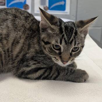 Bard -  Domestic Short Hair Cat for Adoption in West Olive, Michigan - Bard | PetCurious
