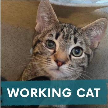Soft Moss -  Domestic Short Hair Cat for Adoption in Asheville, North Carolina - Soft Moss | PetCurious