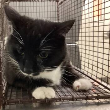 Goatee -  Domestic Short Hair Cat for Adoption in San Gabriel, California - Goatee | PetCurious