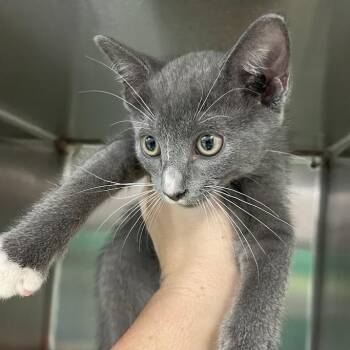 1382-C26 -  Domestic Short Hair Cat for Adoption in Port Charlotte, Florida - 1382-C26 | PetCurious