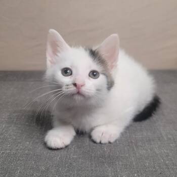 Rescue Domestic Short Hair Cats for Adoption in Portage, Michigan - Ciarra | PetCurious
